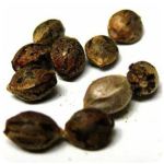 Семена марихуаны АК-47  (Seeds AK-47) в Малой Вишере
